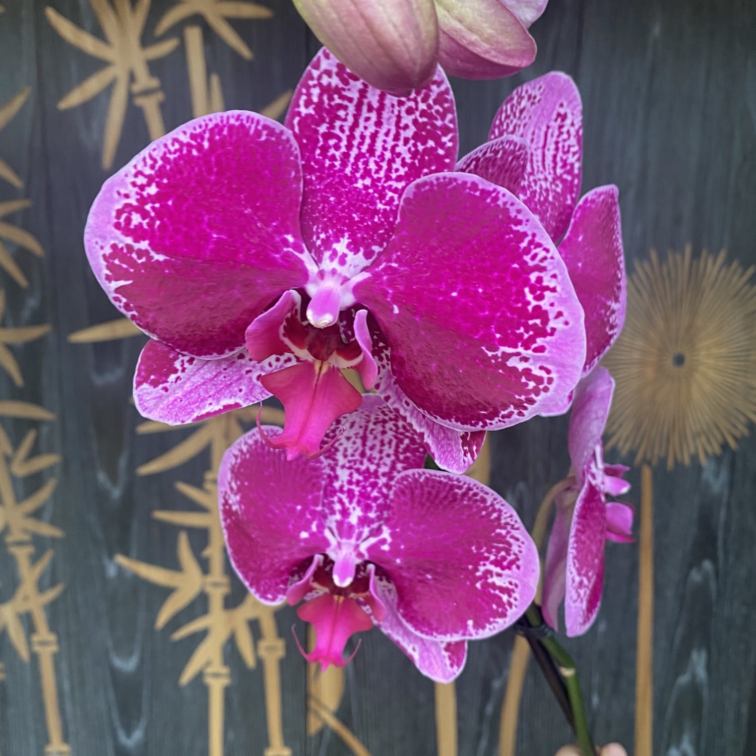 Phalaenopsis Limited 66 (große Blüten - 12 cm)