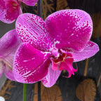 Phalaenopsis Limited 66 (flori mari - 12 cm)
