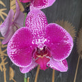 Phalaenopsis Limited 66 (flori mari - 12 cm)