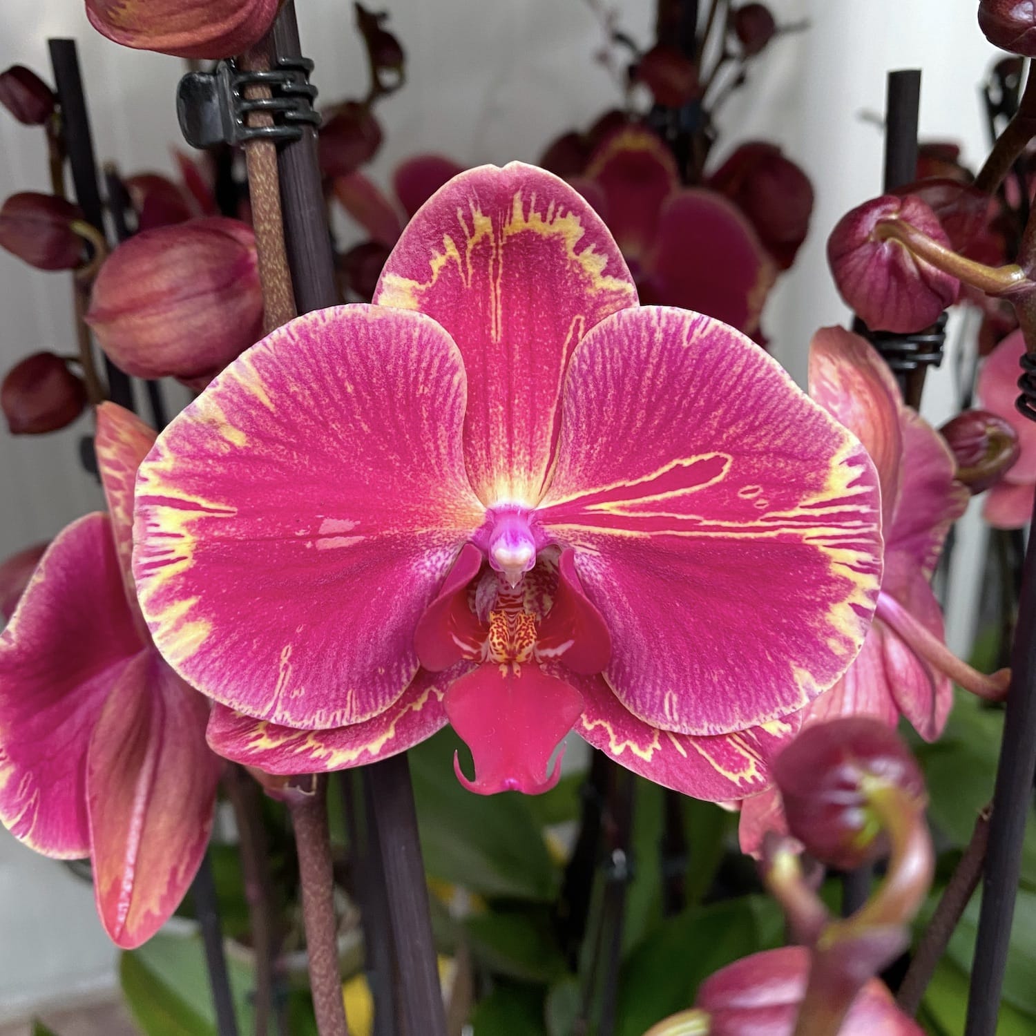 Phalaenopsis Limitted 15