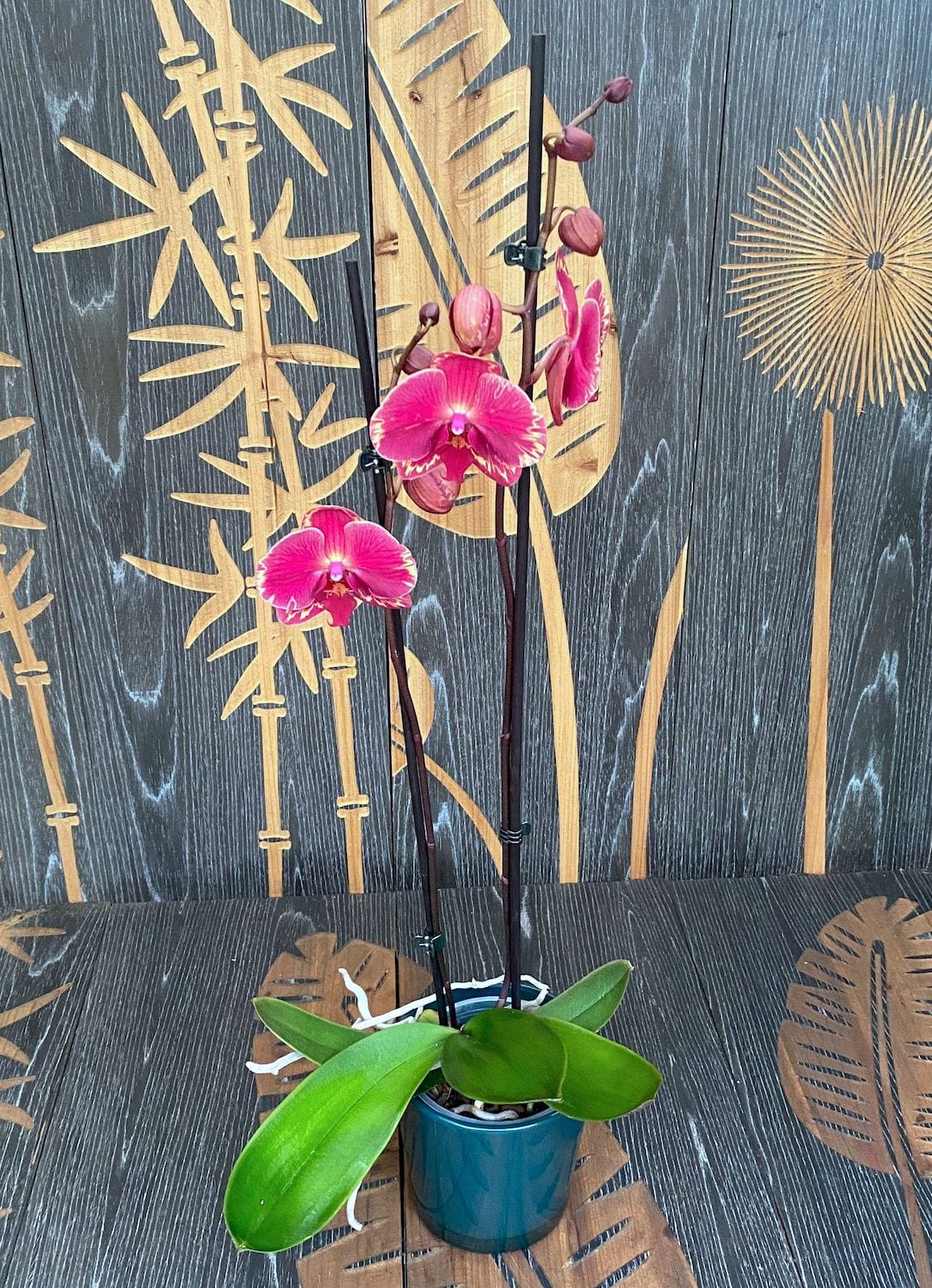Phalaenopsis Limitted 15