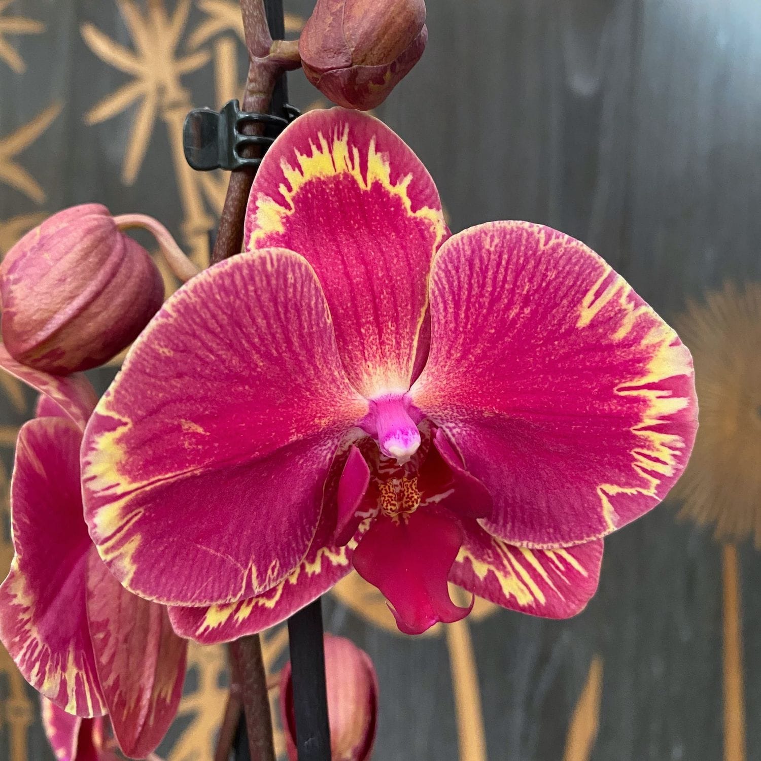 Phalaenopsis Limitted 15