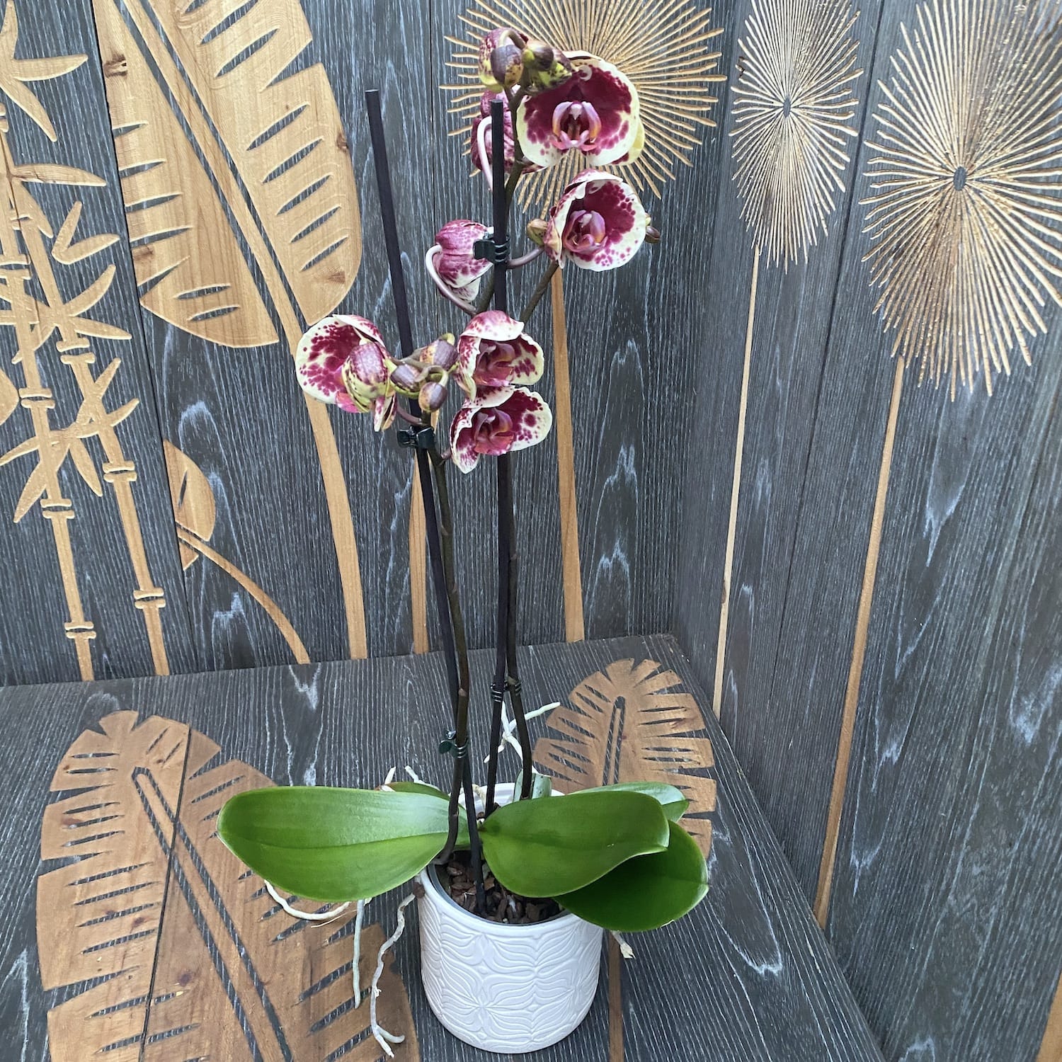 Phalaenopsis Limitted Yellow