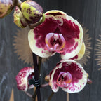 Phalaenopsis Limitted Żółty