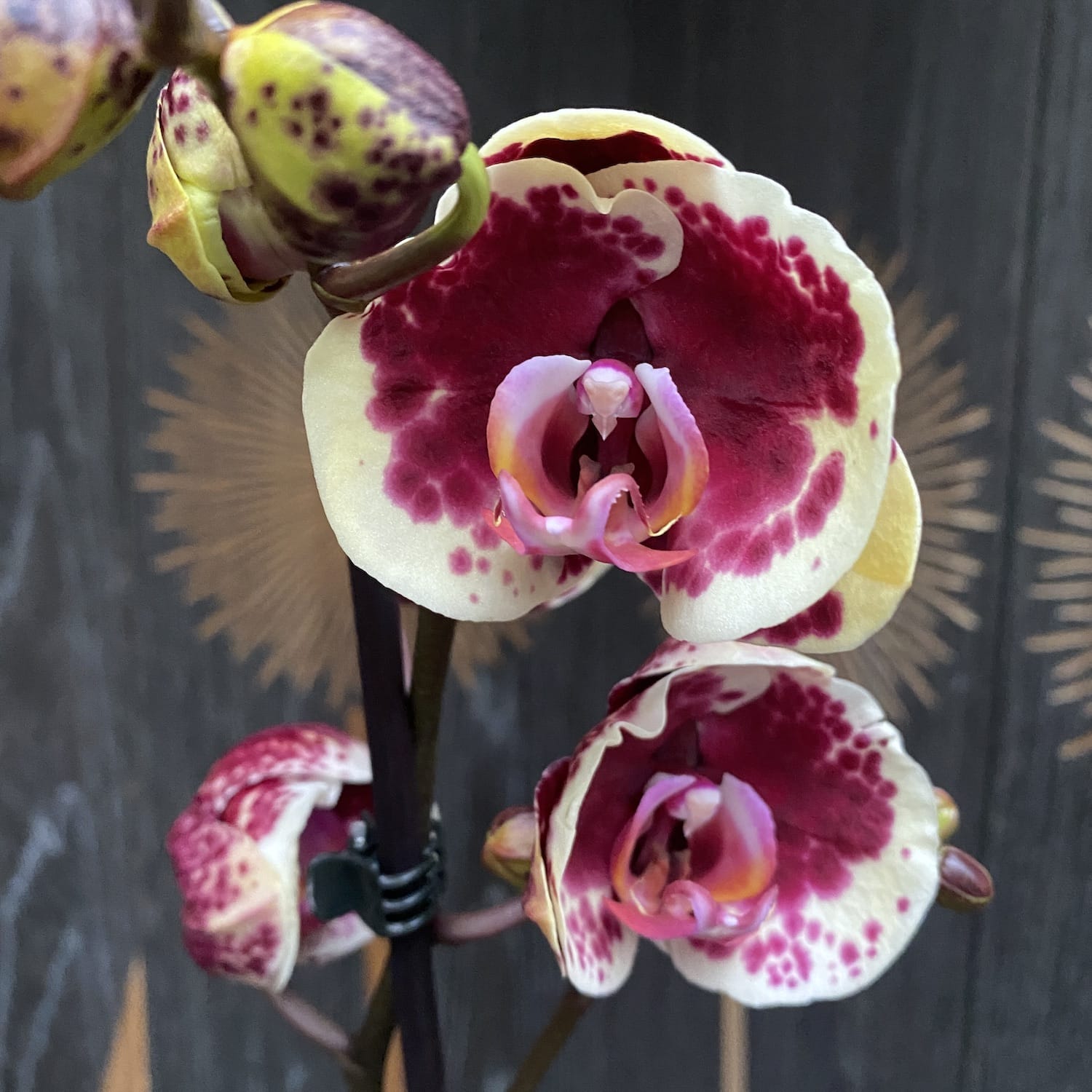 Phalaenopsis Limitted Yellow