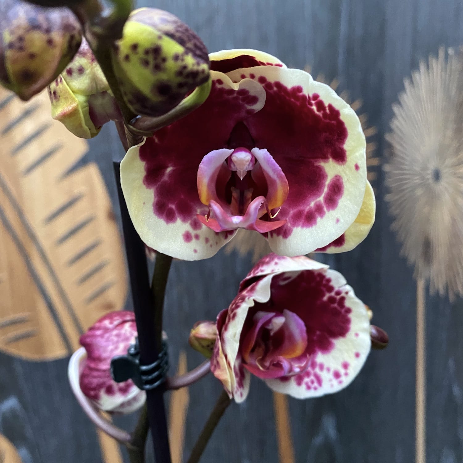 Phalaenopsis Limitted Yellow