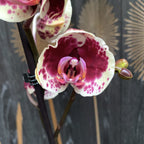 Phalaenopsis Limitted Żółty