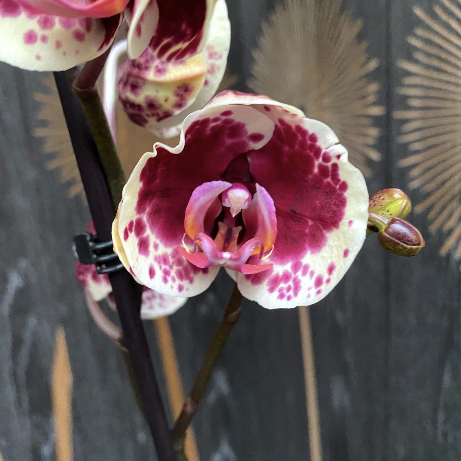 Phalaenopsis Limitted Yellow