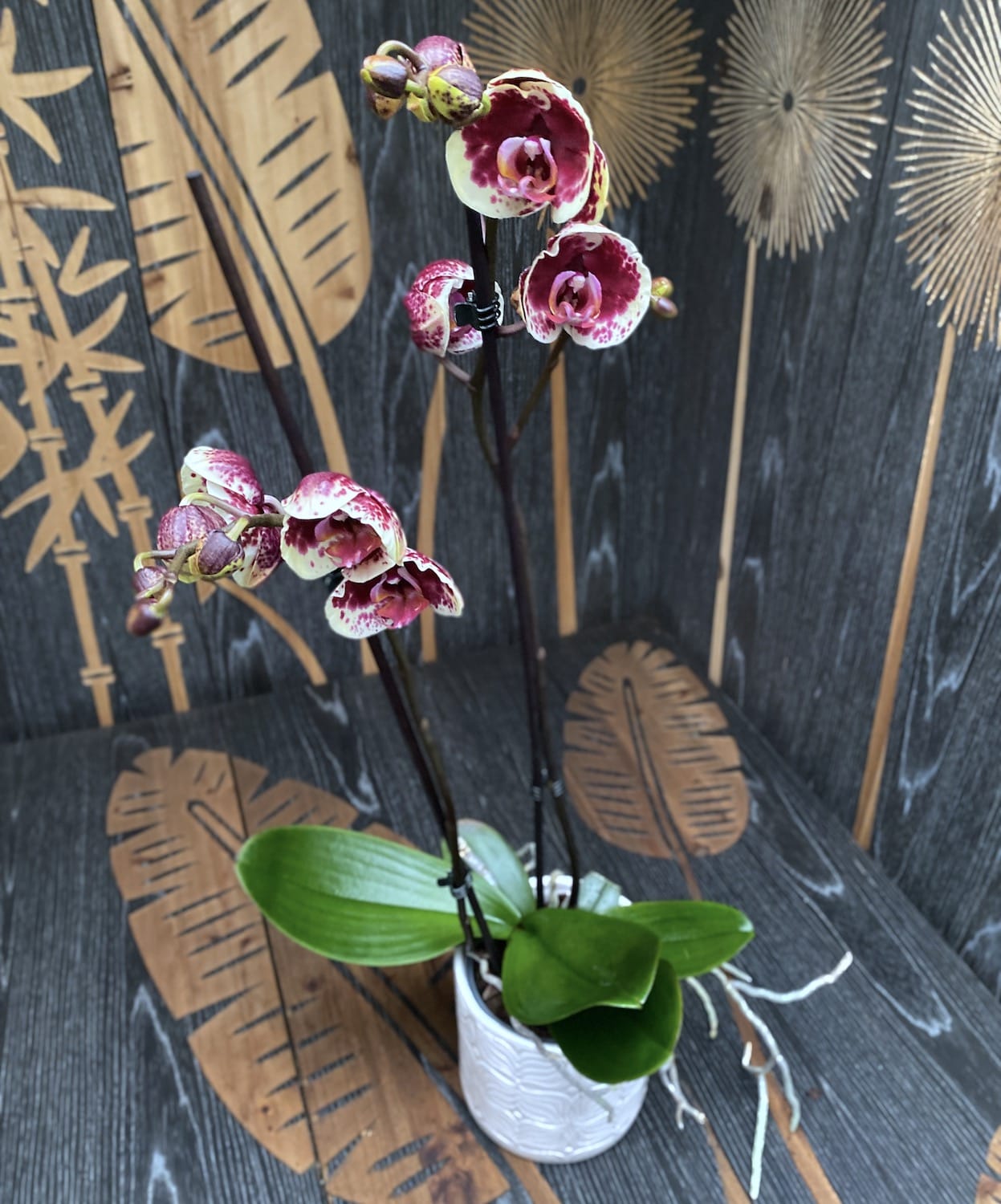 Phalaenopsis Limitted Yellow