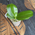 Phalaenopsis Lioulin Orange (Brother Sara Gold x Tzu Chiang Orange)