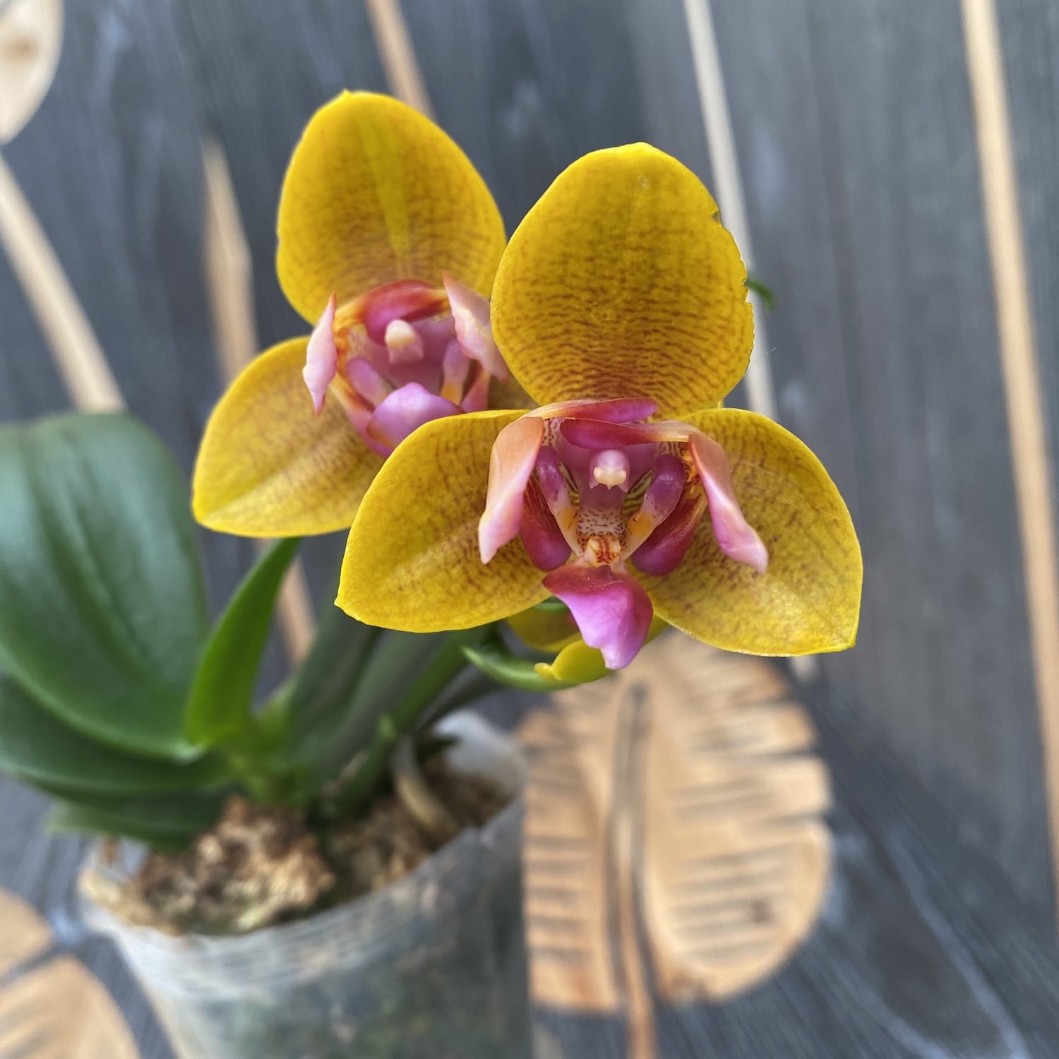 Phalaenopsis Lioulin Orange pelorisch (3 Lippen)