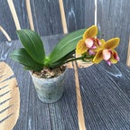 Фаленопсис Lioulin Orange peloric (3 устни)