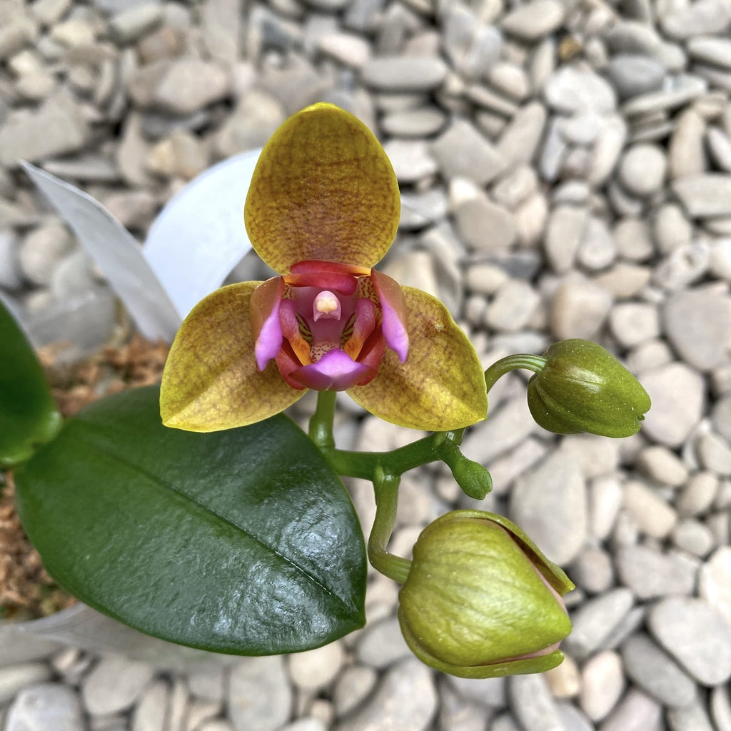 Phalaenopsis Lioulin Orange pelorisch (3 Lippen)