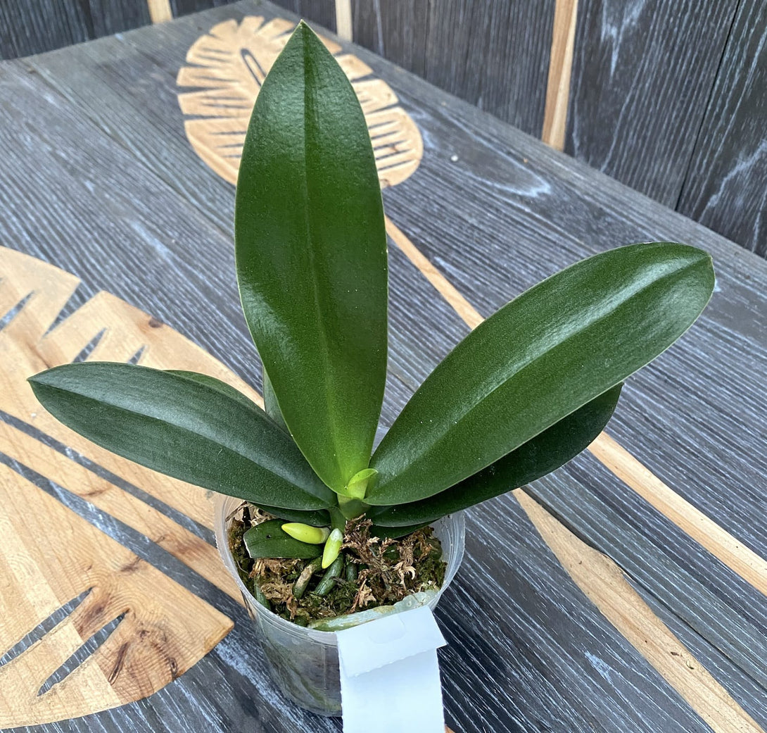 Phalaenopsis Little Emperor '560'
