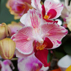 Phalaenopsis Little Gem Stripes (peloric - butterfly)