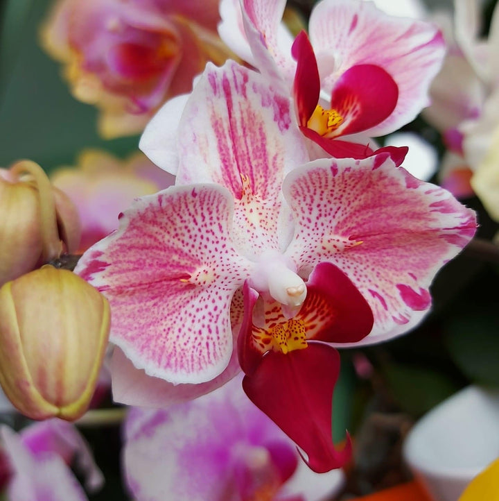 Phalaenopsis Little Gem Stripes (peloric - butterfly)