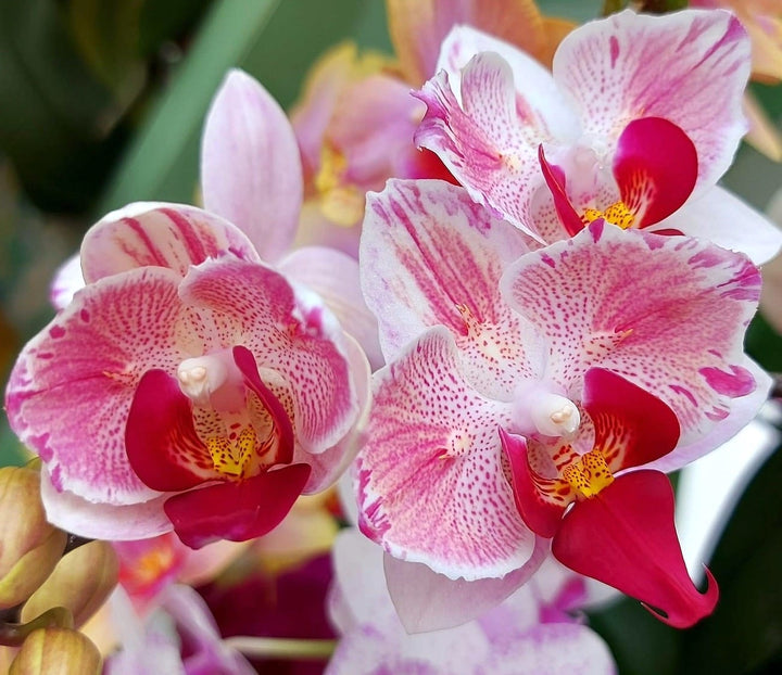 Phalaenopsis Little Gem Stripes (peloric - butterfly)