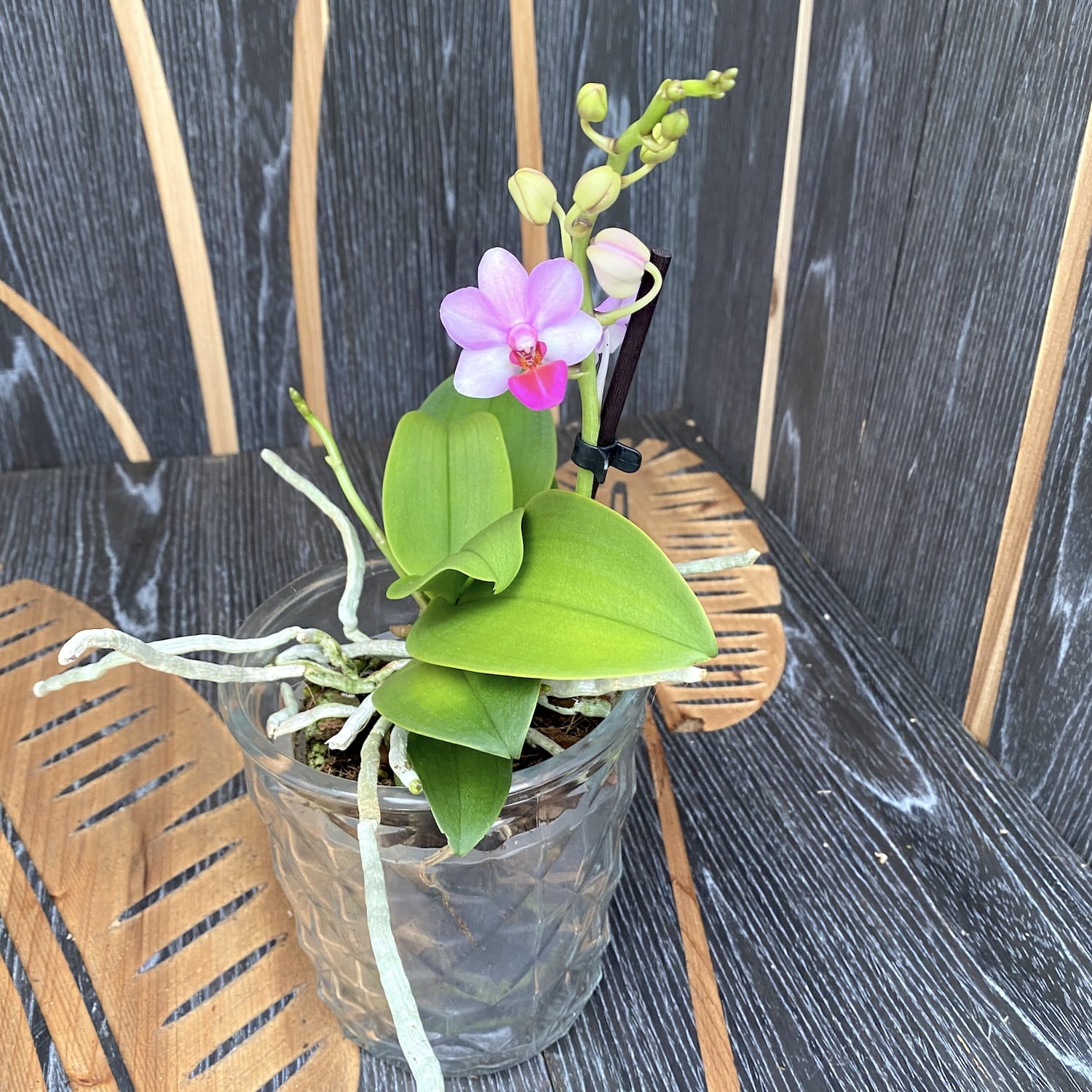 Phalaenopsis Liu's Berry fragrant