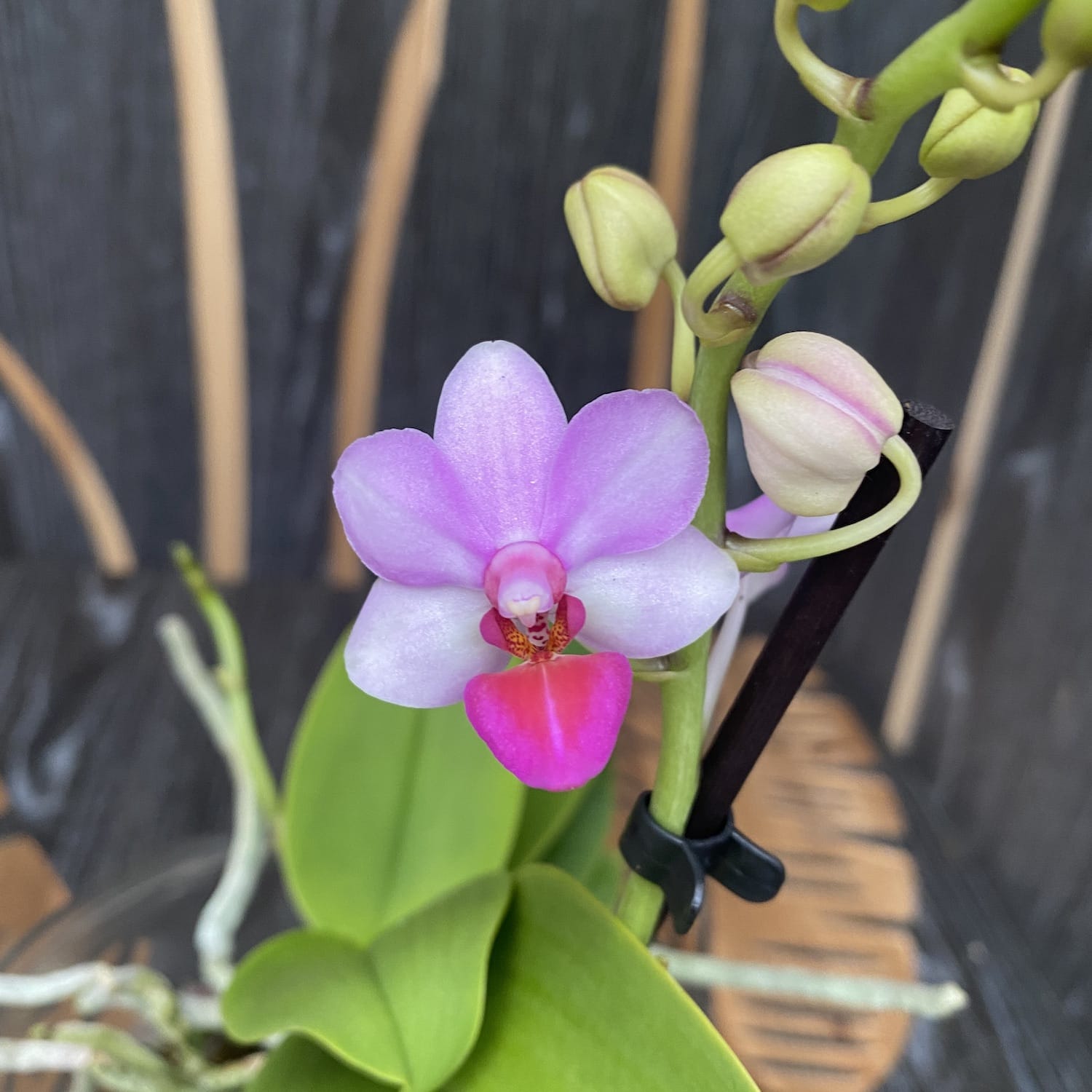 Phalaenopsis Liu's Berry fragrant