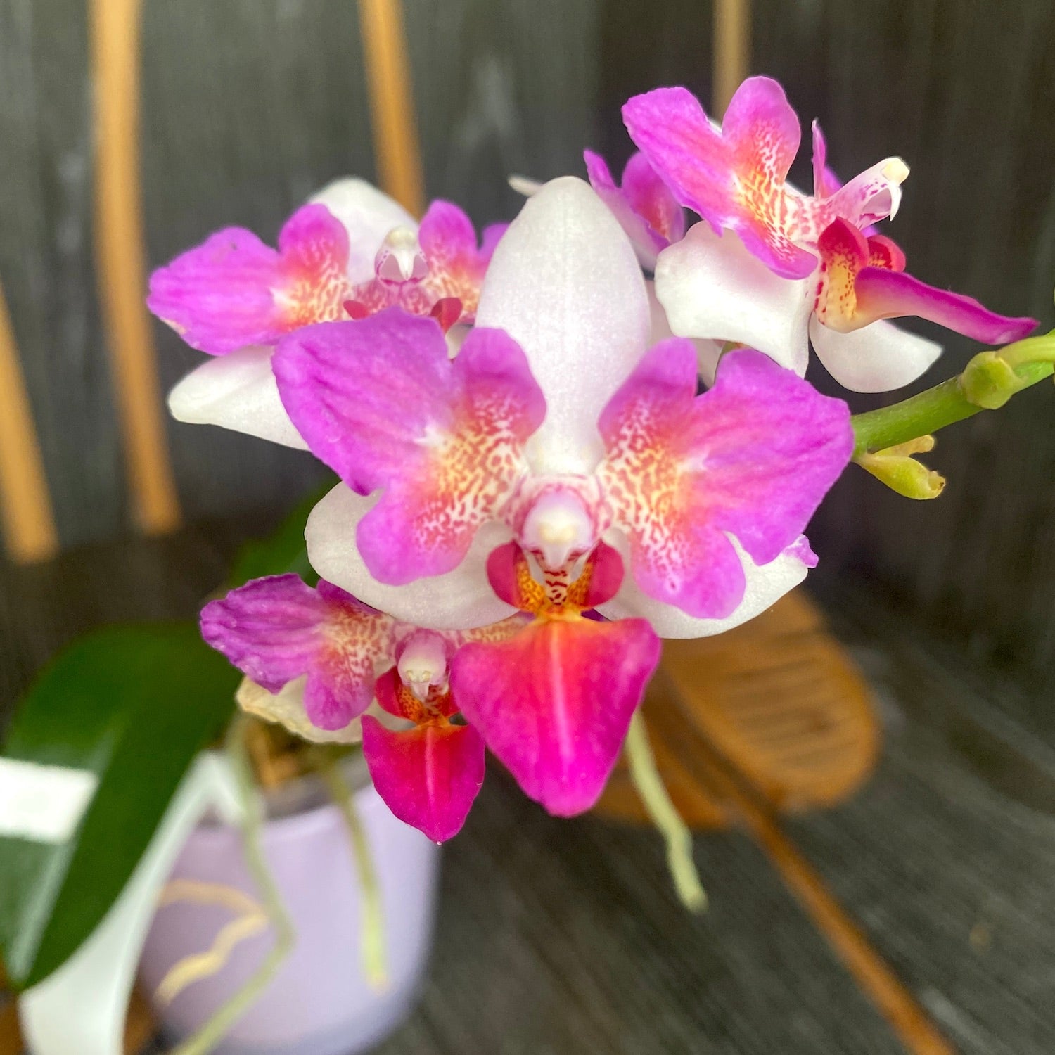 Phalaenopsis Liu's Berry 'Trinity' (pélorique) parfumé