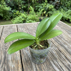 Phalaenopsis Liu's Sakura