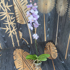 Phalaenopsis Liu's Sakura 'KF'