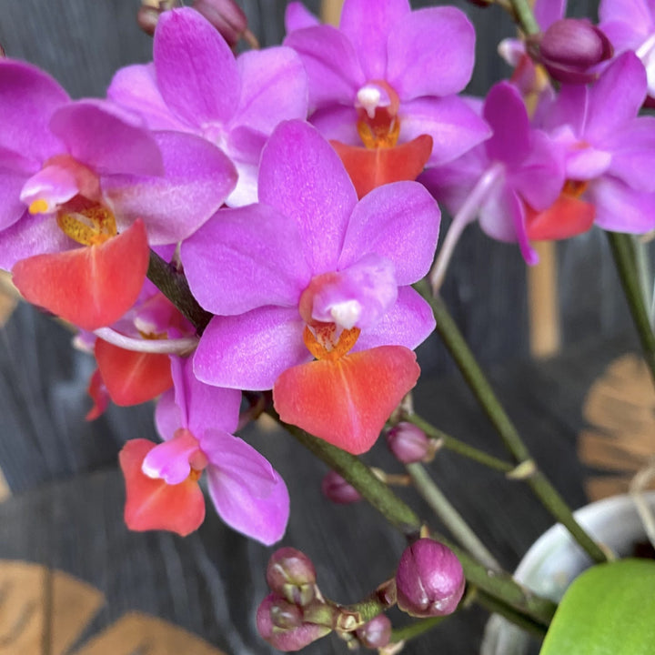 Phalaenopsis Liu's Triprince 'Pink'