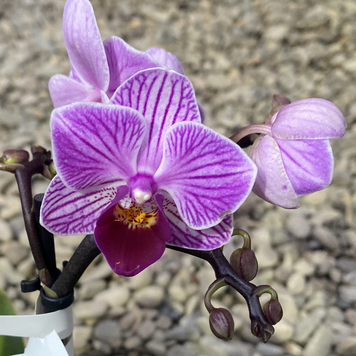 Phalaenopsis Lotte