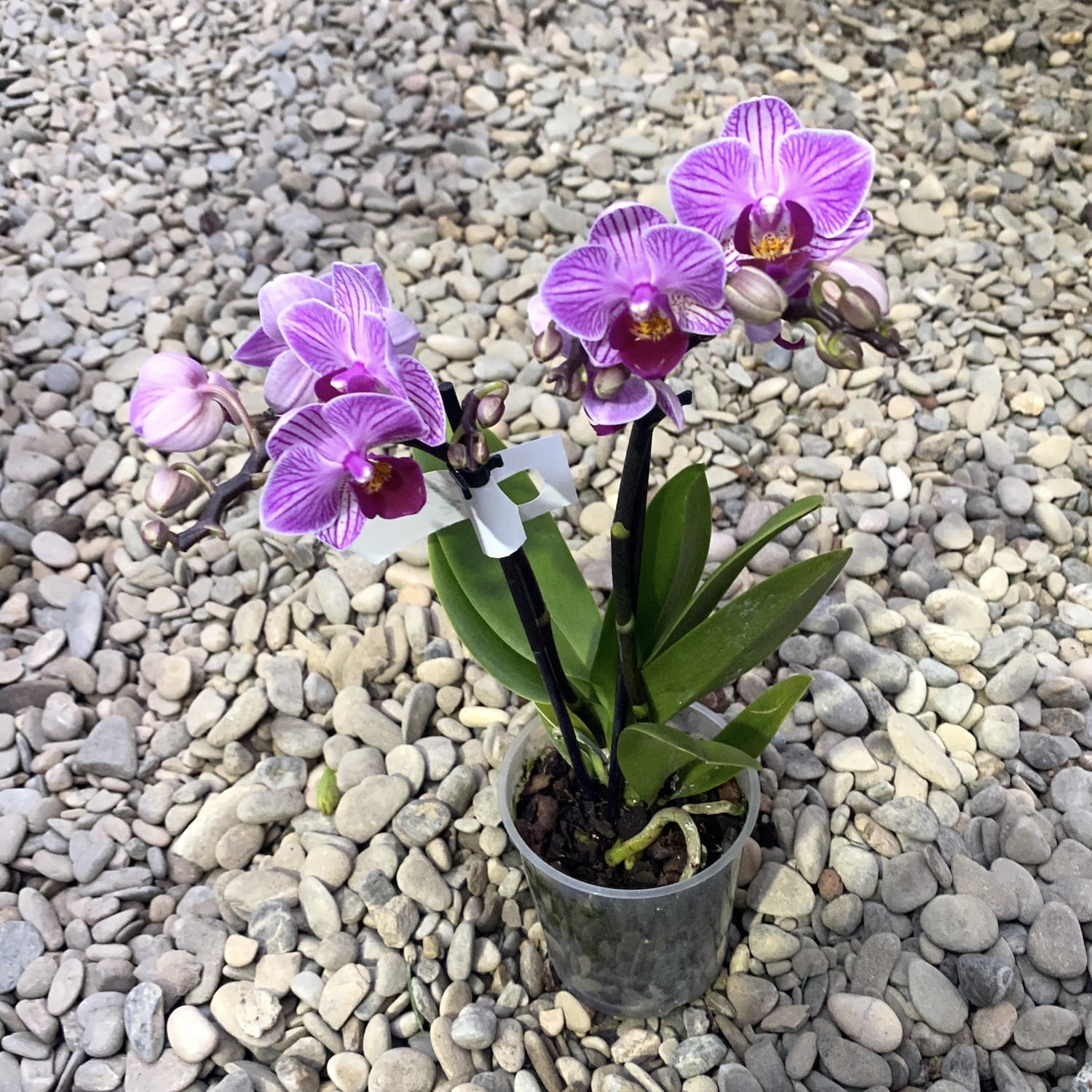 Phalaenopsis Lotte