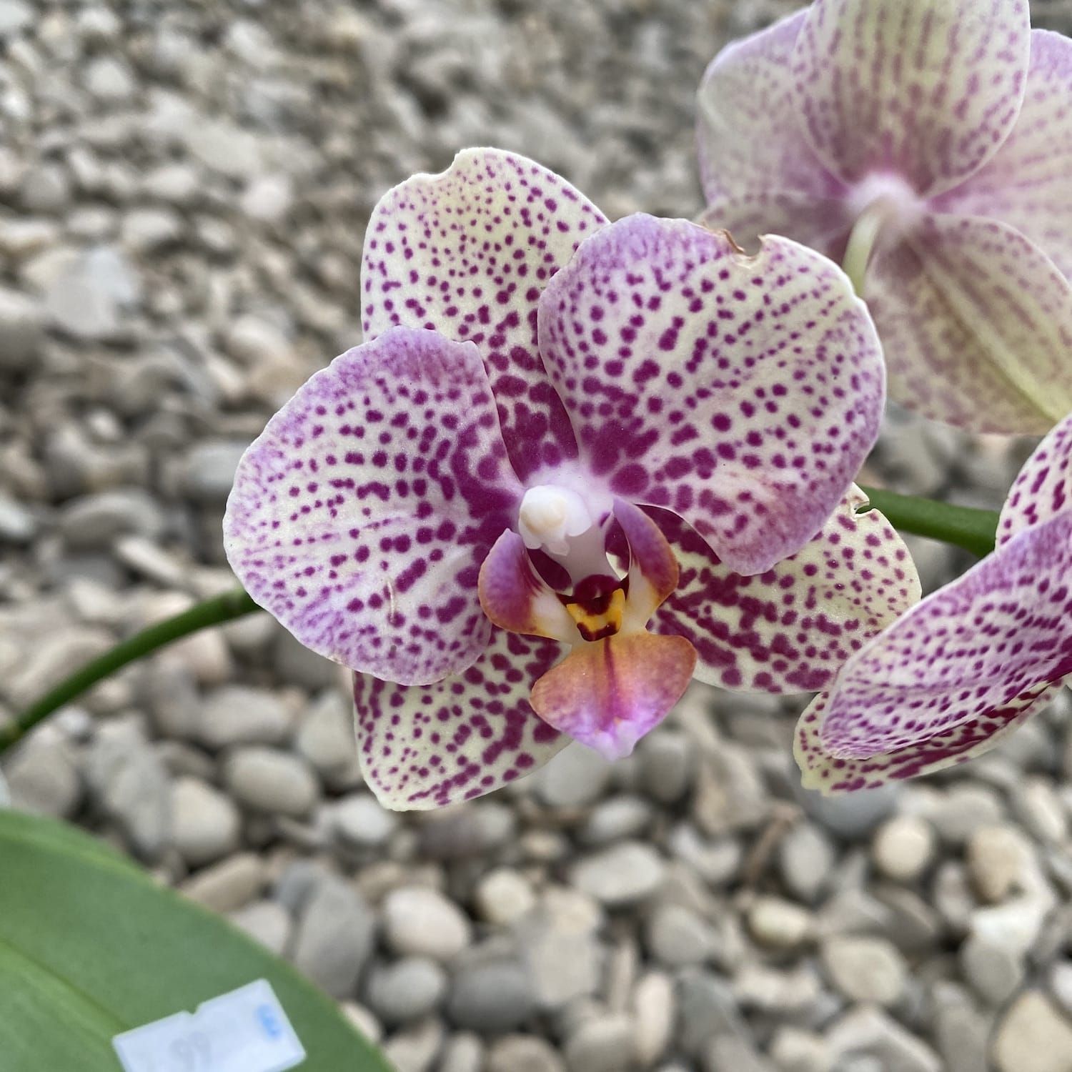 Phalaenopsis Lucky Leopard '05212' *parfumat – Secret Garden Plant