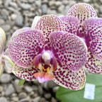 Phalaenopsis Lucky Leopard '05212' *duftend
