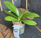 Phalaenopsis Lucky Leopard '05212' *duftend