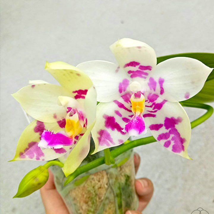 Phalaenopsis Lyndon Mix Zebra '822'