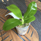 Phalaenopsis Lyndon Mix Zebra '822'