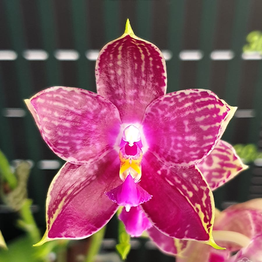 Phalaenopsis Lyndon Mix Zebra '826' (intensiv duftende Blüten)