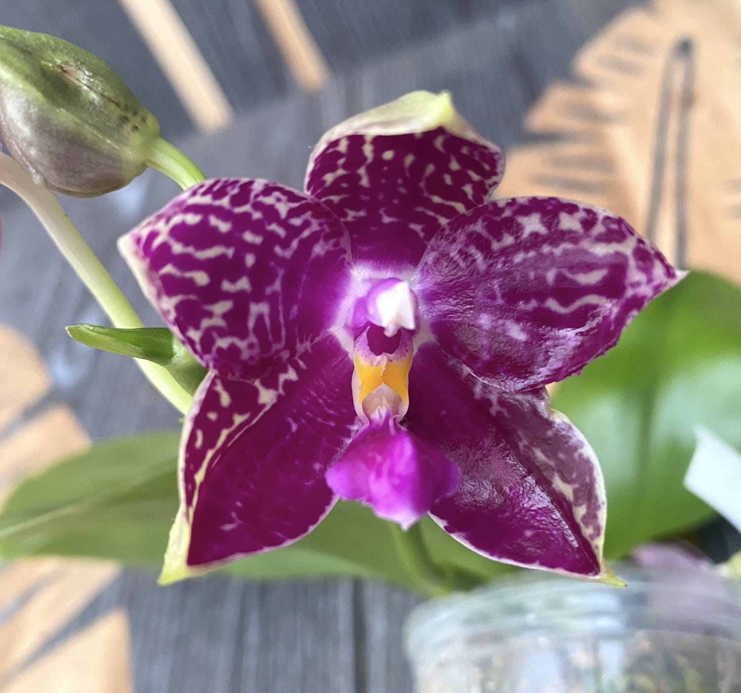 Phalaenopsis Lyndon Mix Zebra '826' (fleurs intensément parfumées)