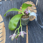 Phalaenopsis Lyndon Mix Zebra '826' (intenzivně vonící květy)