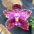 Phalaenopsis Lyndon Mix Zèbre '876'