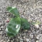 Phalaenopsis Lyndon Mix Zèbre '876'