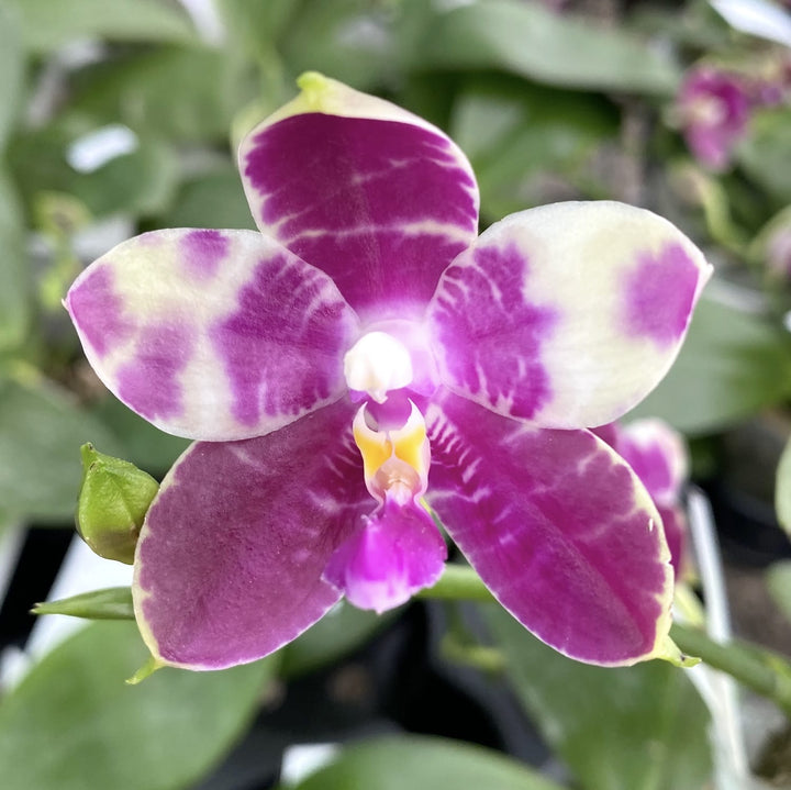 Phalaenopsis Lyndon Mix Zebra '877'