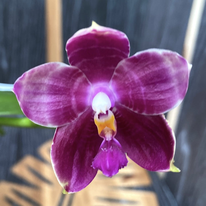 Phalaenopsis Lyndon Mix Zebra '877'