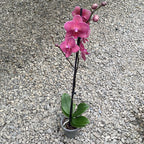 Phalaenopsis Mai Tai