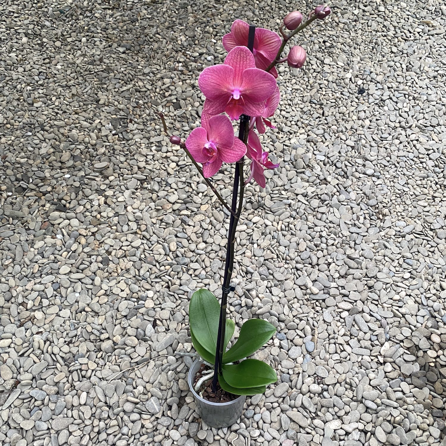 Phalaenopsis Mai Tai