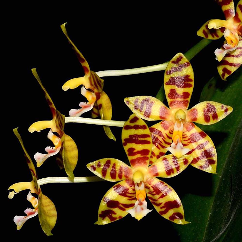 Phalaenopsis Mambo (amboinensis × mannii)