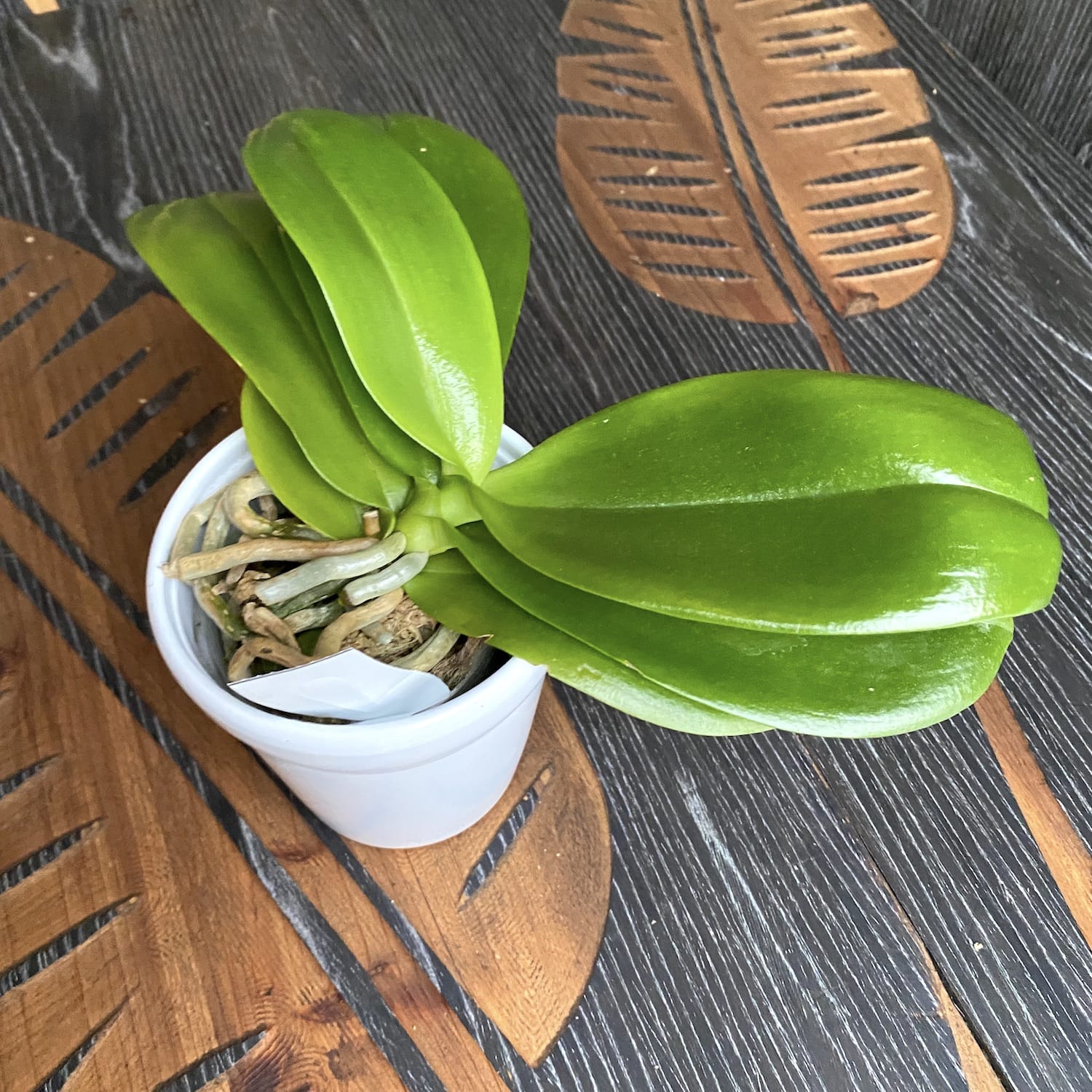 Phalaenopsis Mambo (amboinensis × mannii)