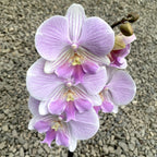 Phalaenopsis Manta Maldives *grande lèvre