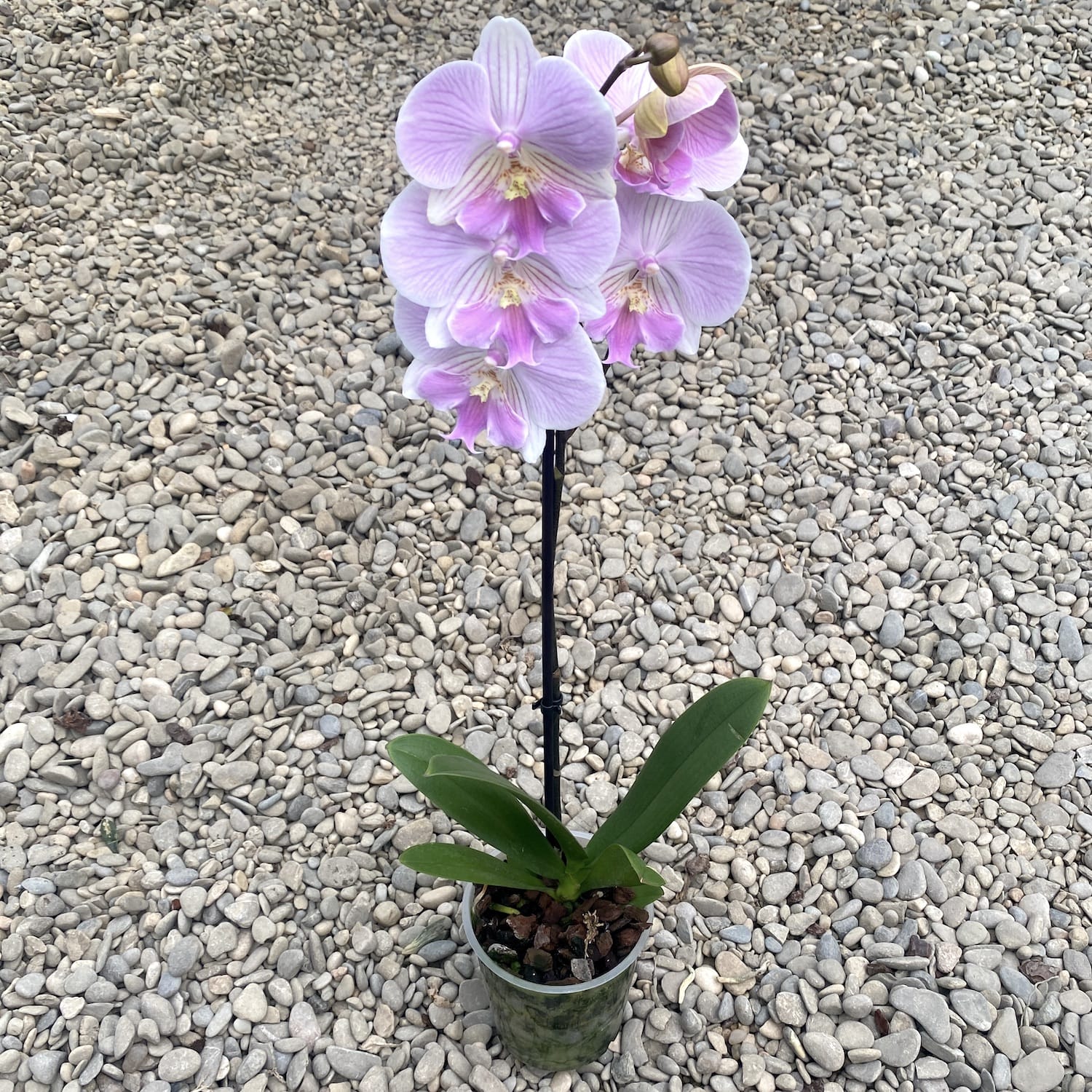 Phalaenopsis Manta Maldives *big lip