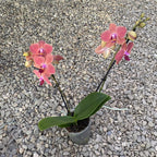 Phalaenopsis Maria Therese