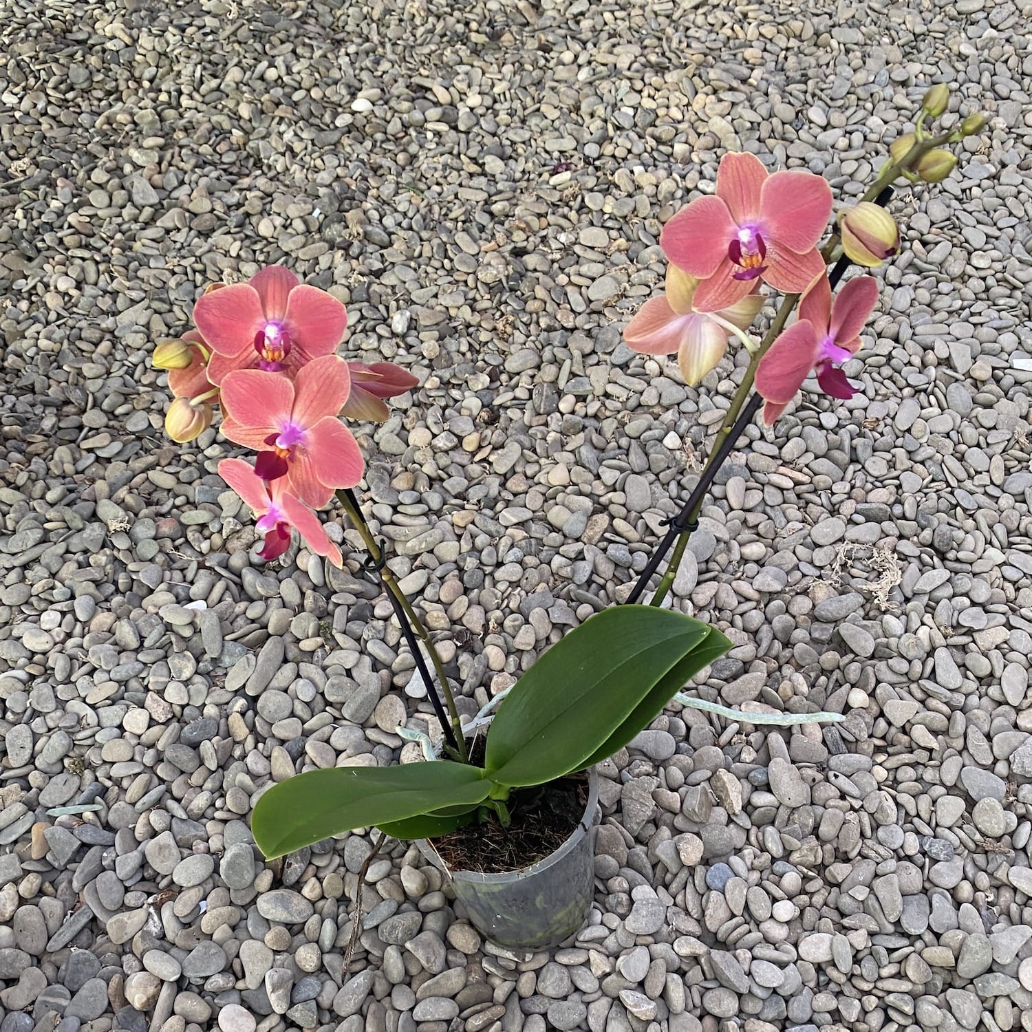 Phalaenopsis Maria Therese