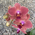 Phalaenopsis Maria Therese